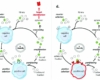 niclosamide mechanism of action