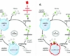 niclosamide mechanism of action