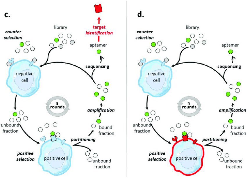 niclosamide mechanism of action