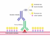 niclosamide side effects