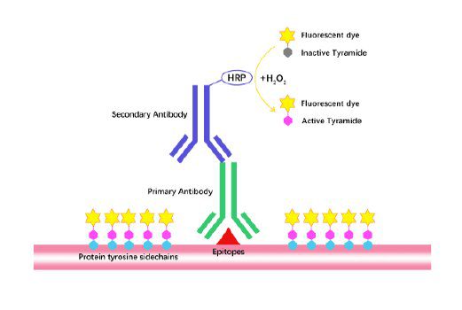 niclosamide side effects