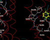 where to buy niclosamide